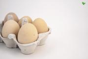 Oeuf Nature Eggs iting