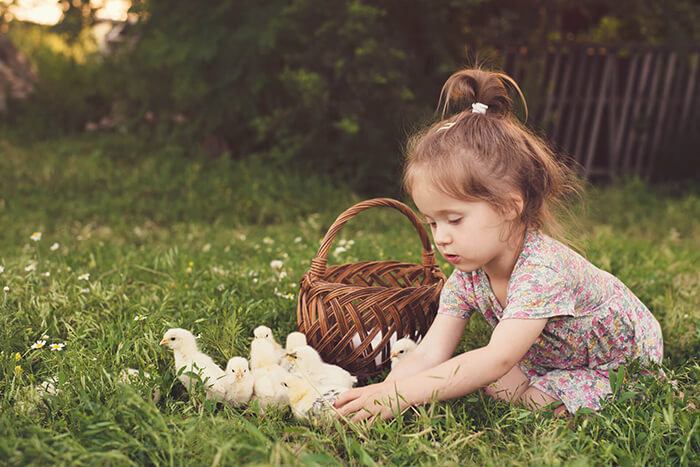 Poulailler et les enfants